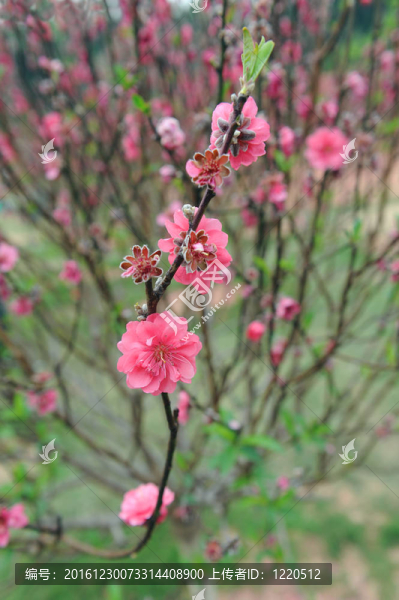 桃花
