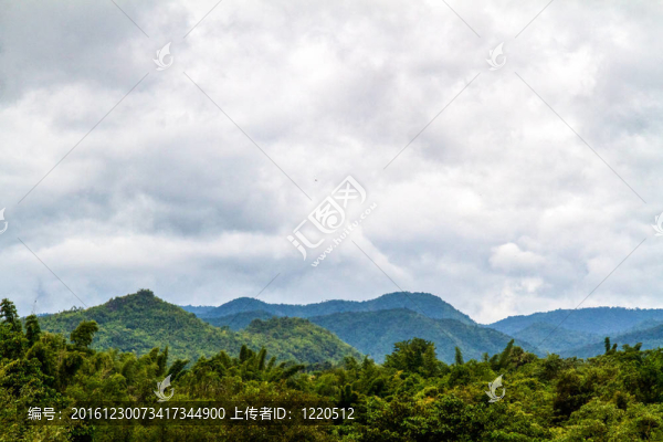 美麗的雨林