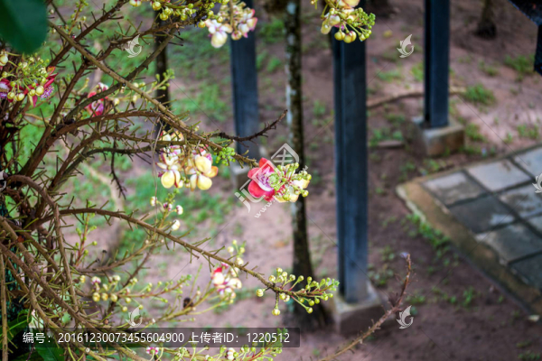 泰式花園