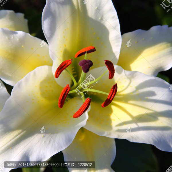 在加爾白色百合花宏