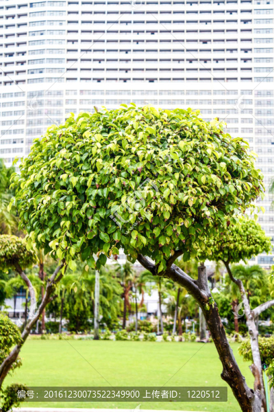 泰式花園