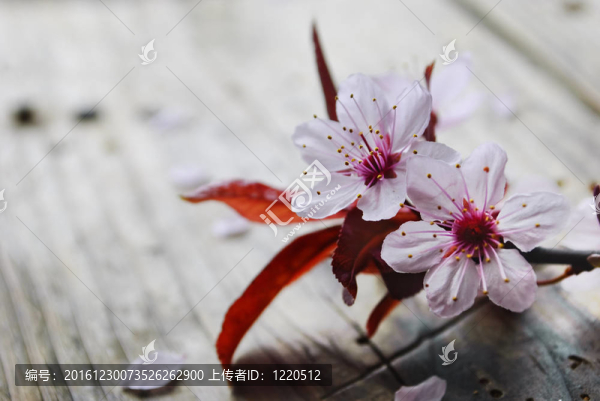 春天的花