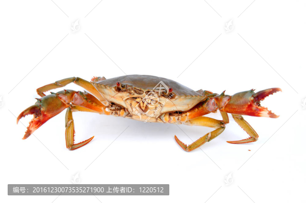 鮮蟹