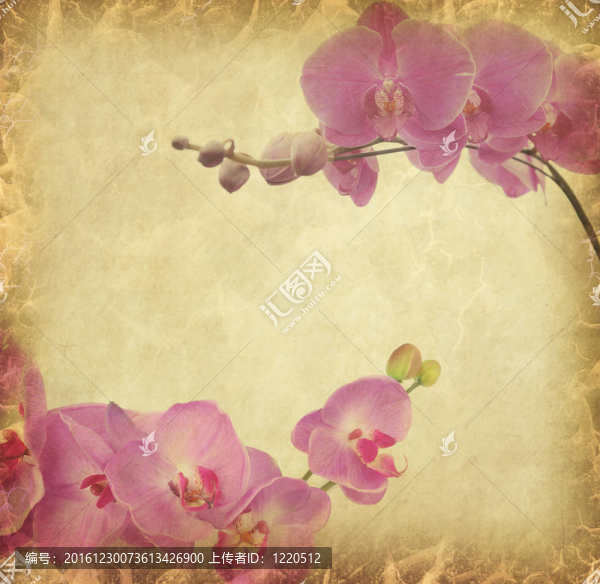 復(fù)古壁紙背景蘭花