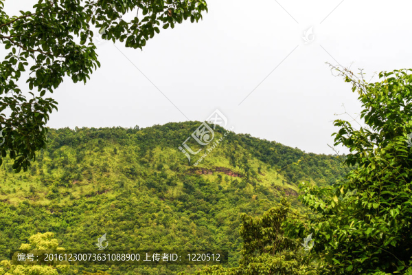 美麗的雨林