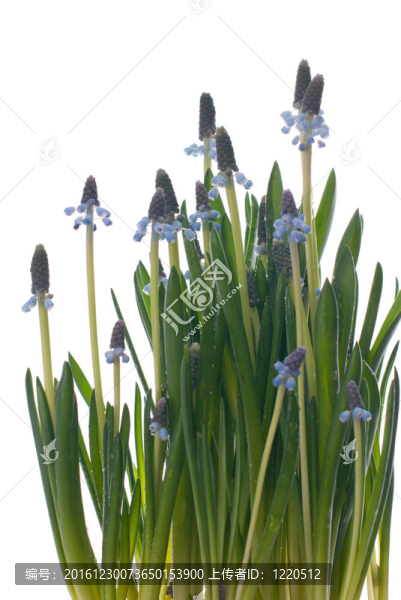花白色背景