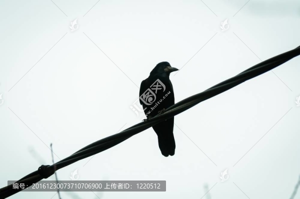 烏鴉坐在電纜上