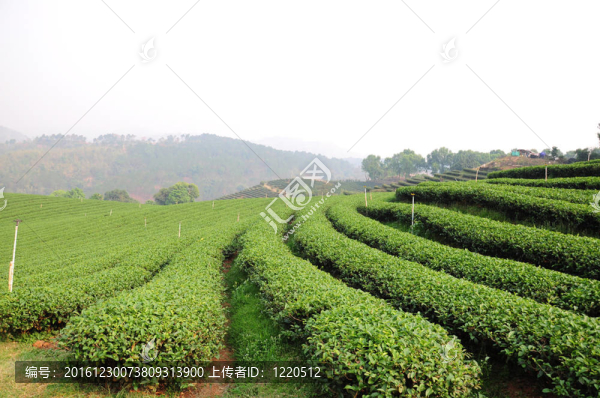 綠茶園
