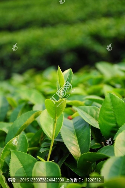 綠茶芽葉