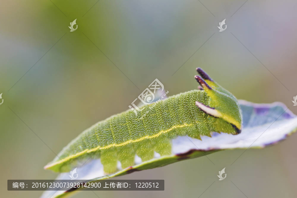 Foxy,Emperor（Charaxes,jasius）