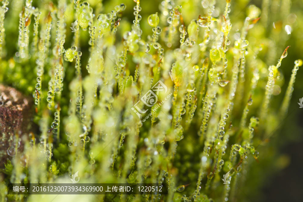 綠色的苔蘚
