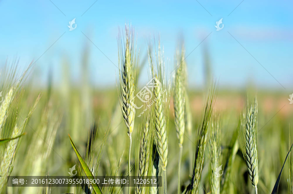 夏綠小麥