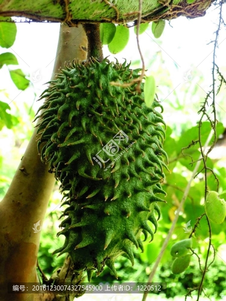 番荔枝果實