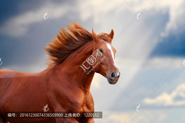 栗色的馬