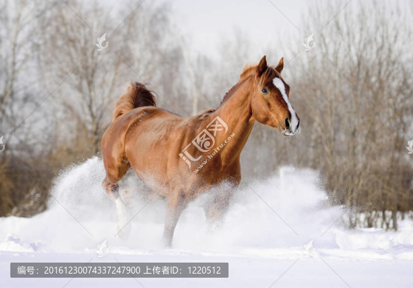 雪中的阿拉伯種馬