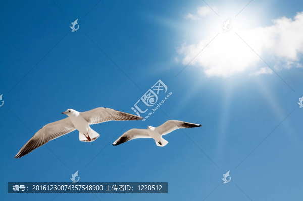 兩只海鷗在飛