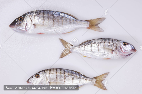 海里的魚