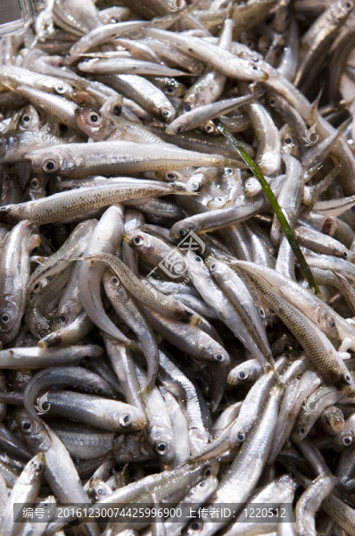 海水魚暴露