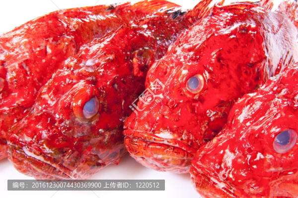 紅scorpinfish