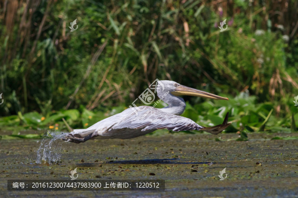 Dalmatian,Pelican（Pelecanus,crispus）