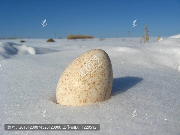 雪上的火雞蛋