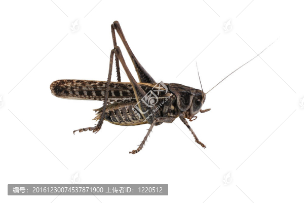 蝗蟲