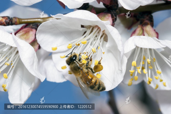蜜蜂