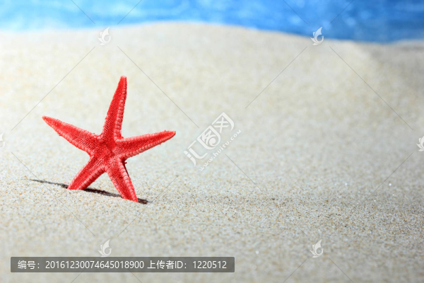沙灘上的紅海星