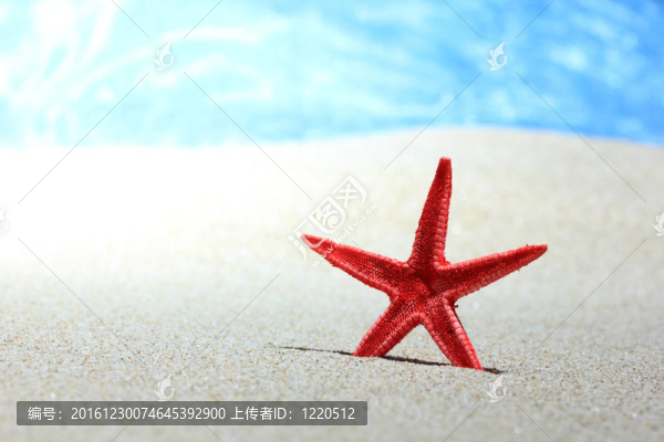沙灘上的紅海星