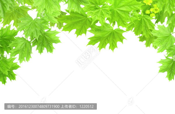 楓樹(shù)葉彈簧架