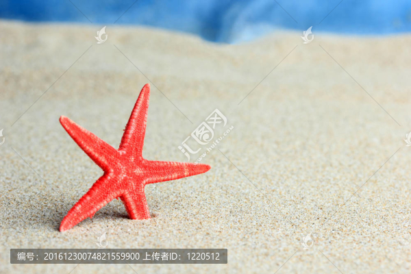 沙灘上的紅海星