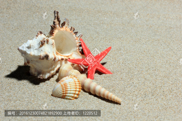 沙灘上的貝殼