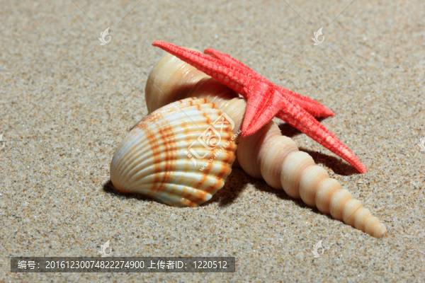 沙灘上的貝殼