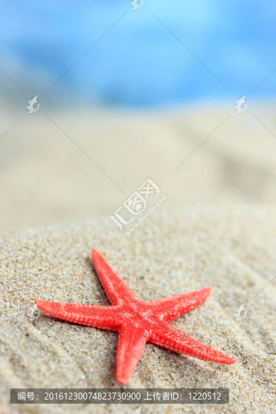 沙灘上的紅海星