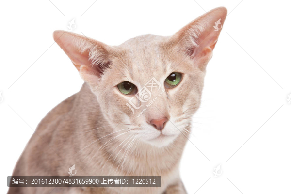 東方貓坐在孤立的白色