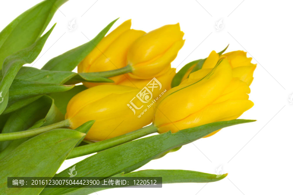 黃色的郁金香花束