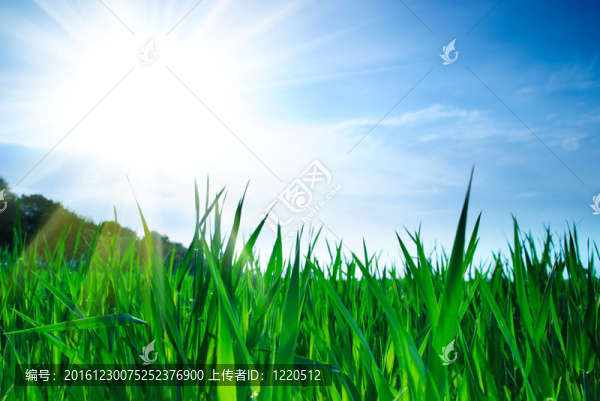 青草與天空