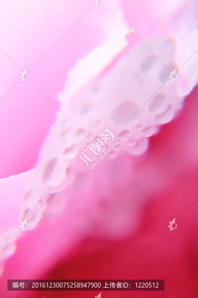 粉紅牡丹的背景