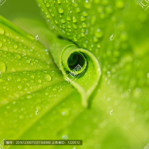 帶露水的綠葉