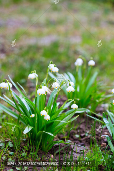 雪花花