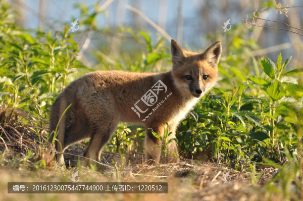 紅色的Fox,Kit