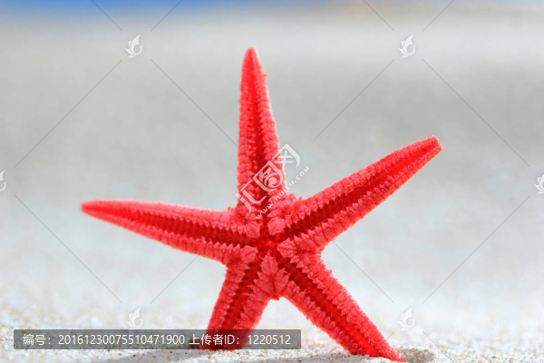 沙灘上的紅海星