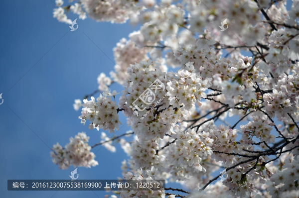 櫻花
