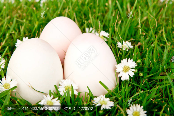 蛋花在草里