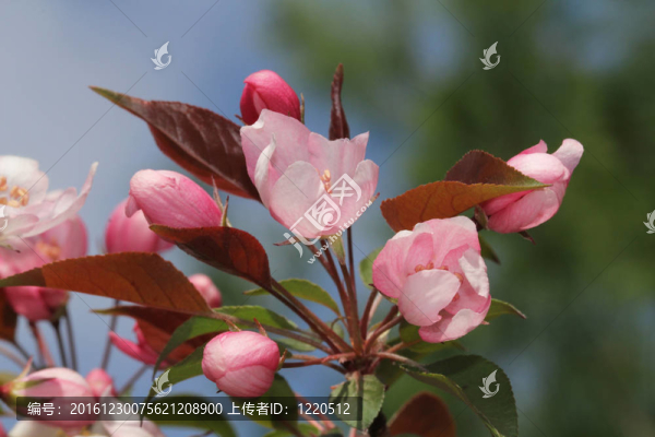 螃蟹蘋果花特寫