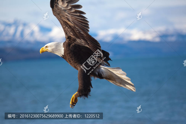 禿鷹飛