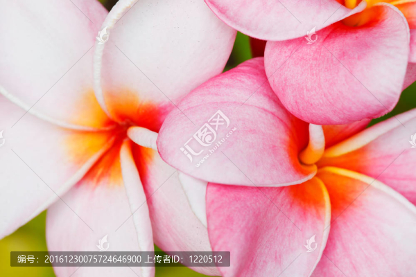 熱帶花卉