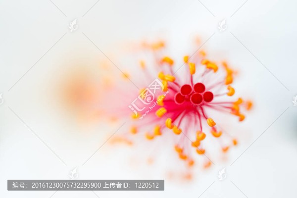 花朵