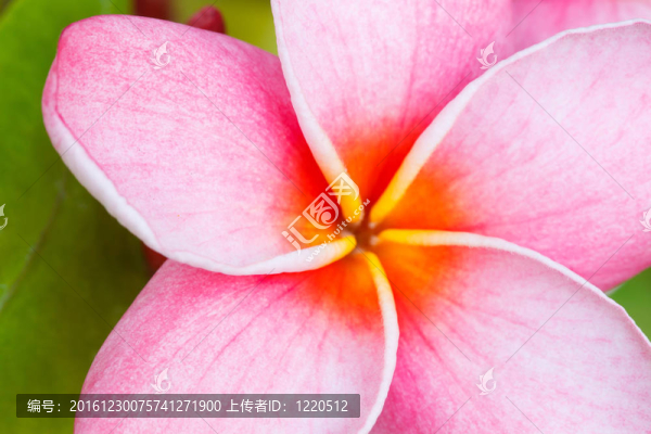 熱帶花卉