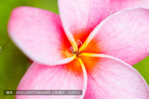 熱帶花卉